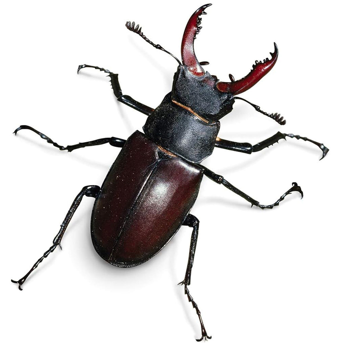 My Living World Bug Safari Craft Kits